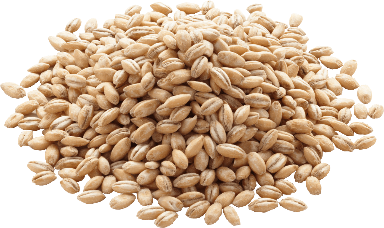 Barley Png Image - Organic Barley (1500x1000), Png Download