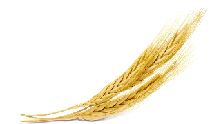 2 Robs Barley Icon Copy 2nd Version - Icon (336x430), Png Download