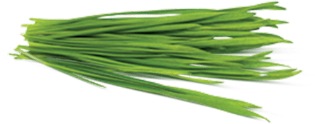 Barley Grass - Barley (500x250), Png Download