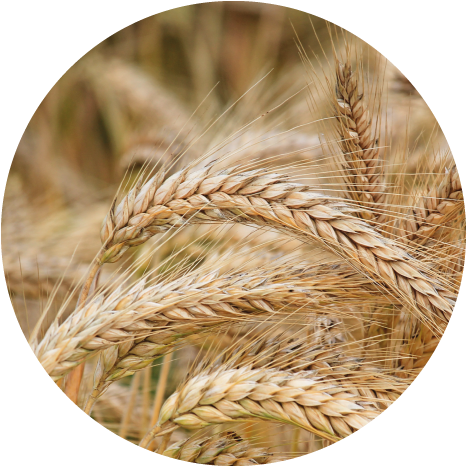 Barley Transparent Background - Wheat (467x467), Png Download