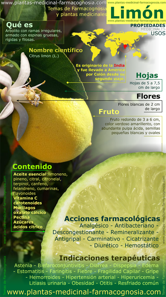 Propiedades Del Limón - Lemon Tree Medicinal Uses (538x958), Png Download