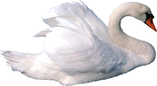 Download Amazing High-quality Latest Png Images Transparent - Swan Png (500x276), Png Download
