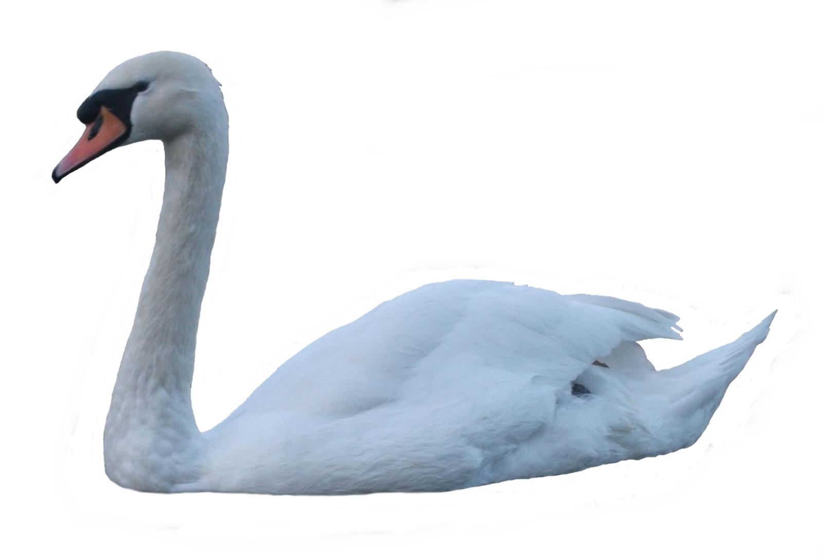 Swan Png - Swan Transparent (1600x1082), Png Download
