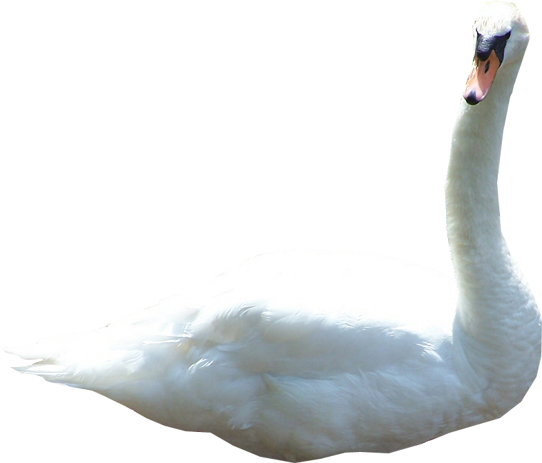 Swan Png File - Cygnini (800x700), Png Download