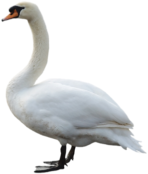 Swan Png Pic - Birds In Water Png (445x355), Png Download