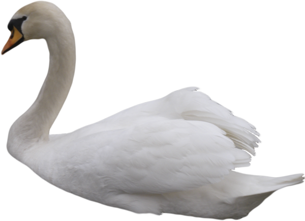 Swan Transparent Background - Things With Transparent Backgrounds (600x434), Png Download