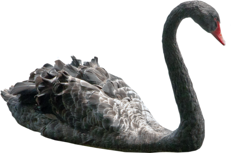 Swan - Black Swan Bird Transparent (900x596), Png Download