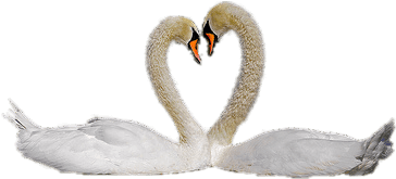 Animals - Swans - Cisnes Png (500x332), Png Download