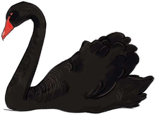 Download - Black Swan Bird Transparent (656x927), Png Download