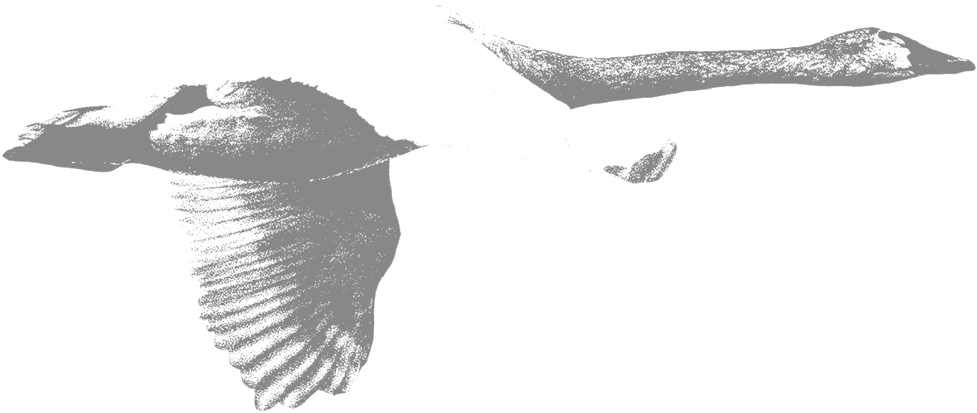Swan-cropped - Portable Network Graphics (1000x437), Png Download