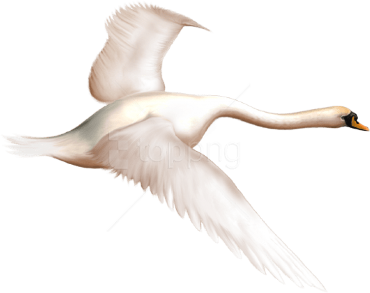 Swan - Swan Flying Transparent Fond (600x446), Png Download