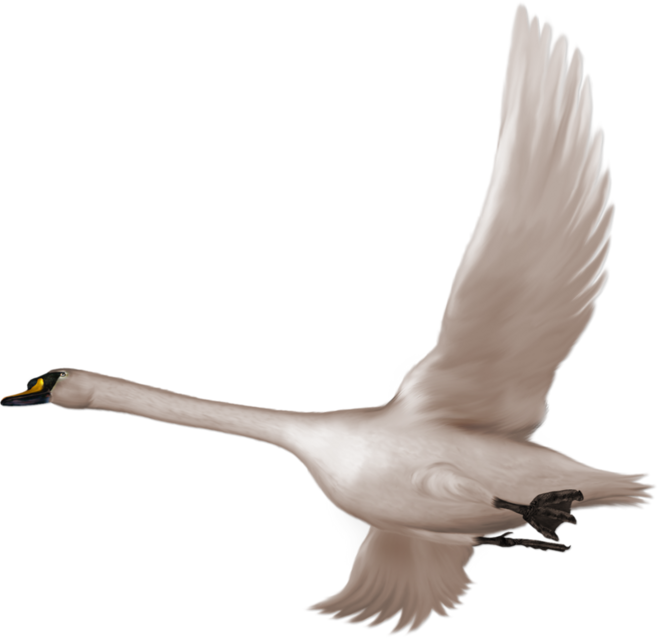 Transparent Swan (600x568), Png Download
