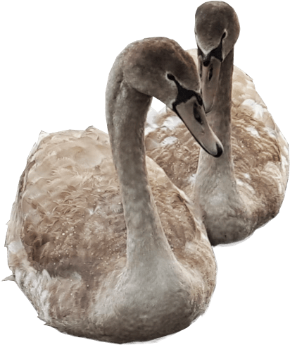 Cygnets Swimming Png Image Transparent Background Swans - Transparent Duck Swimming (550x550), Png Download