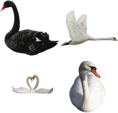 Black Swan (400x400), Png Download