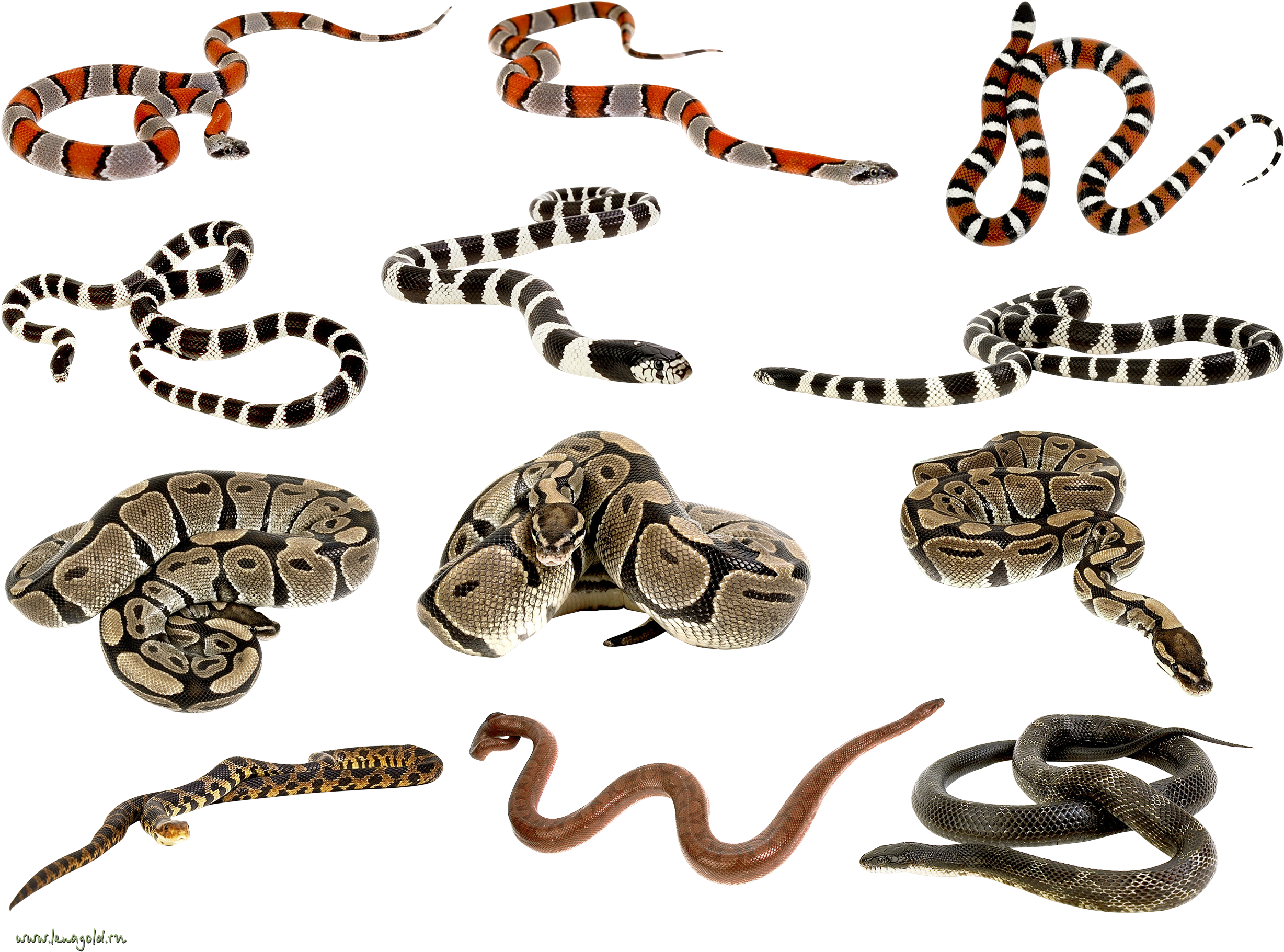 Snakes Clipart Png Images - Python Snake - Got Balls? Ii Rectangle Sticker (2584x1907), Png Download