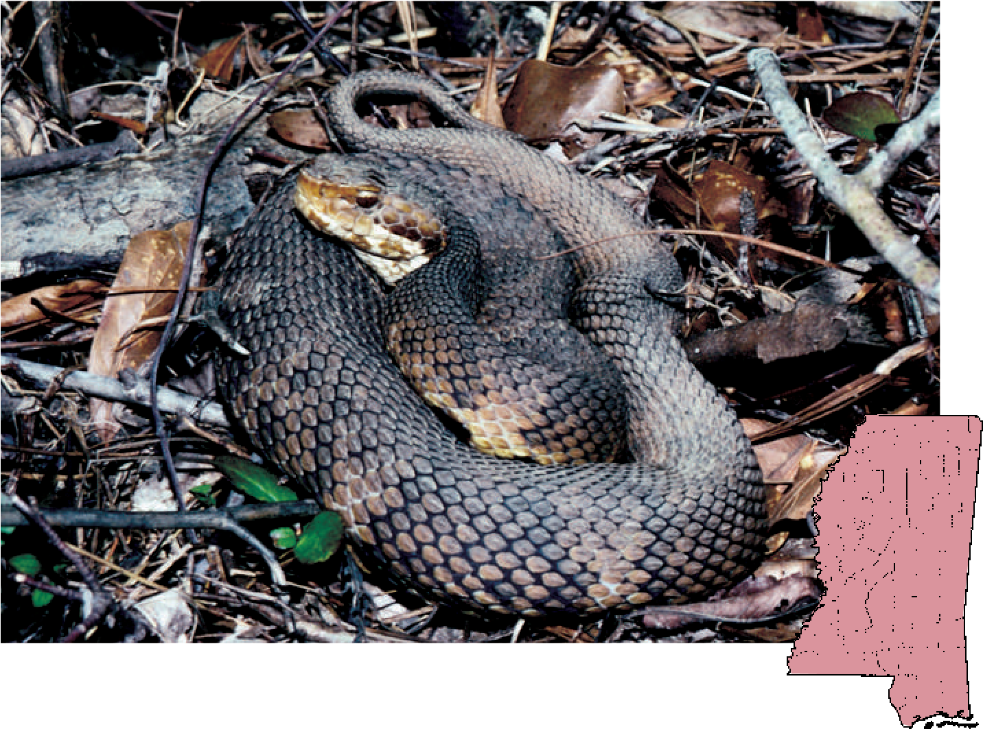 Download Cottonmouth Agkistrodon Piscivorus Snakes Full Size PNG