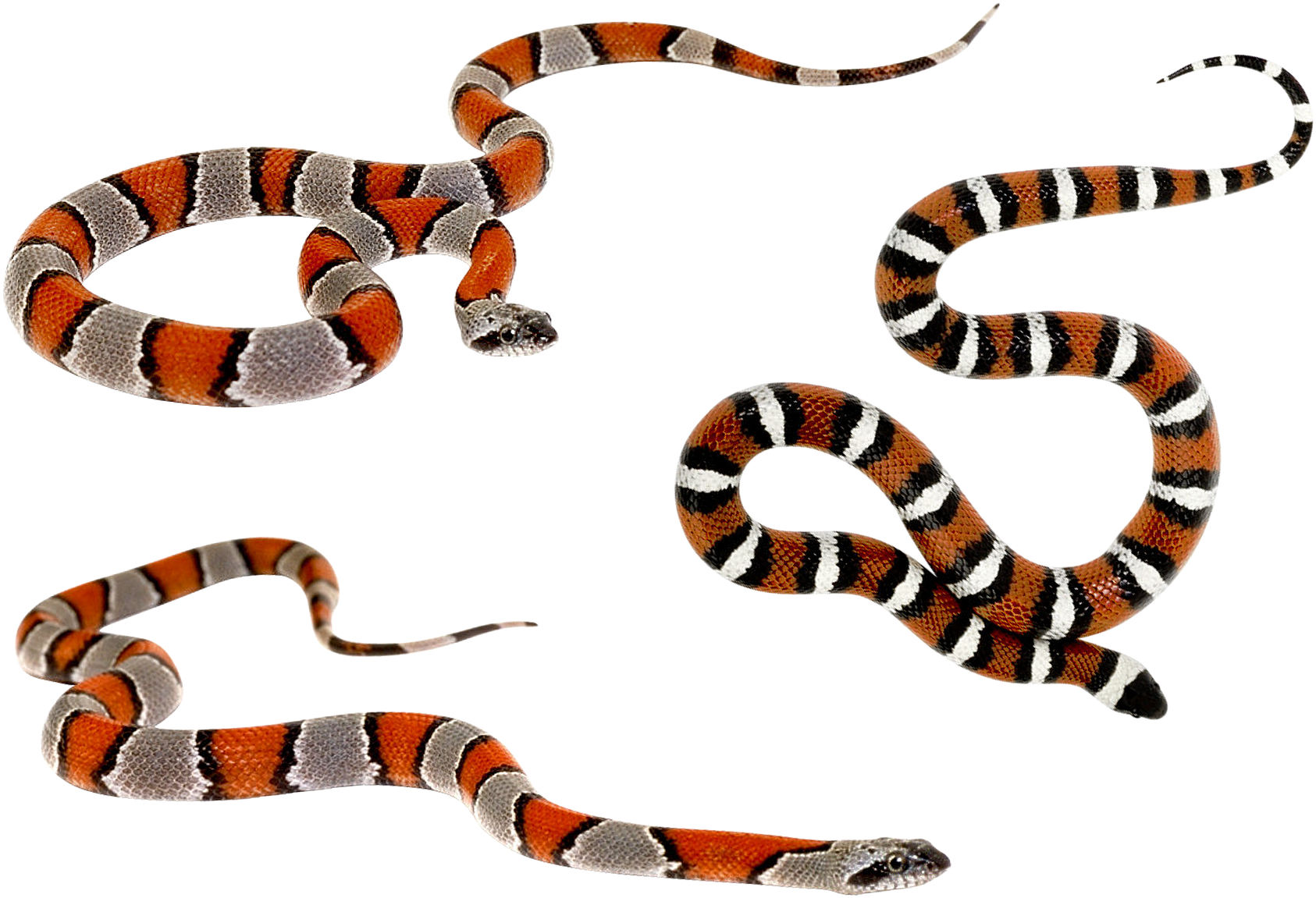 Wild Snakes - Brush (1920x1303), Png Download