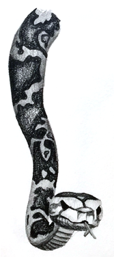 Python Pencil Illustration - Illustration (400x400), Png Download