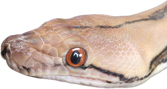 Animals Snake Pngmart002 Load20180523 Transparent Png - Portable Network Graphics (648x499), Png Download