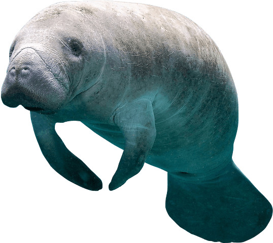 How To Swim With Manatees In Florida - Sri Lanka Snorkeling With Whales (569x508), Png Download