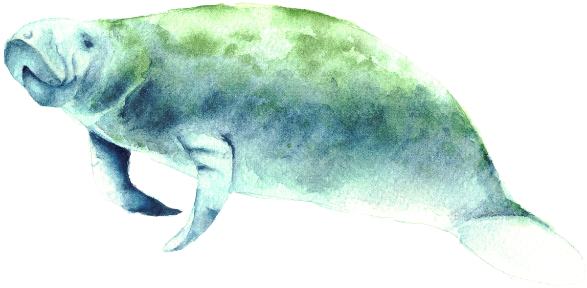 Florida Manatee Print - Florida (1500x1500), Png Download
