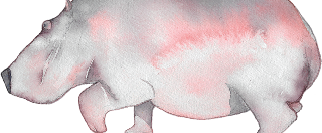 Hippopotamus (640x264), Png Download