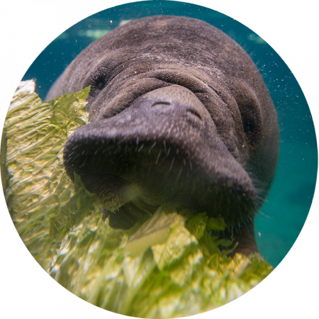 Manatee Transparent - Manatee On Land (450x450), Png Download