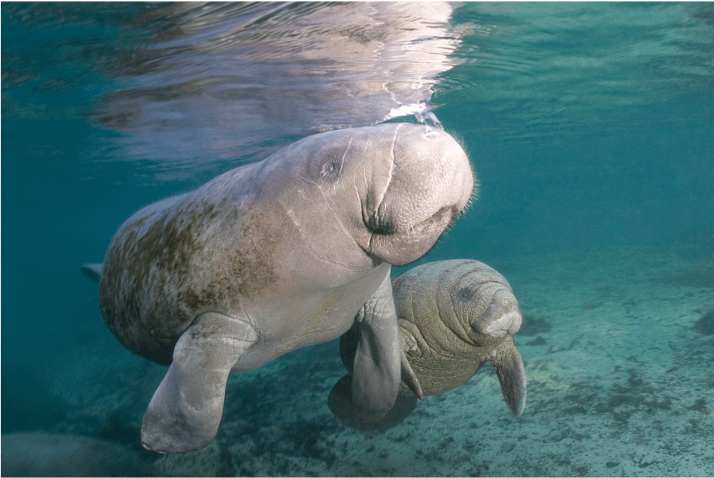 Manatee Mother & Child Canvas Print - Walrus (1000x1000), Png Download