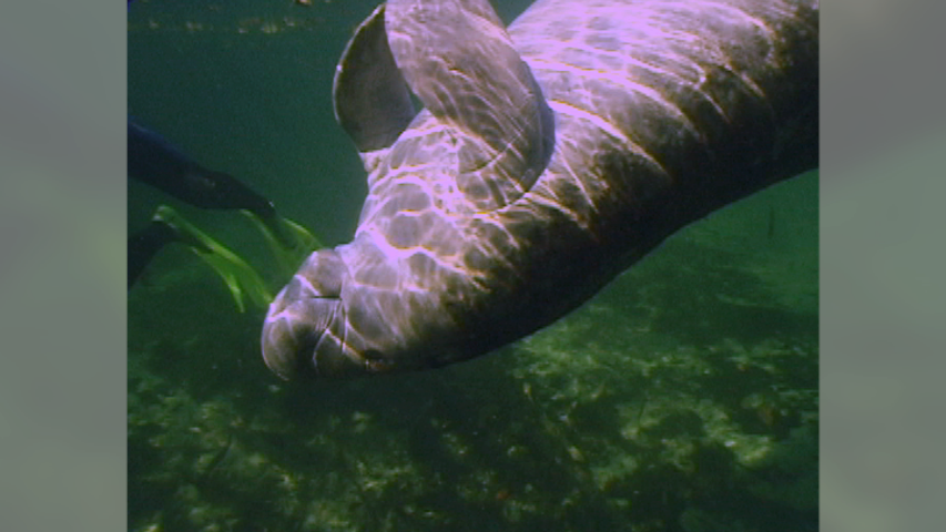 Underwater Photography Course (853x480), Png Download