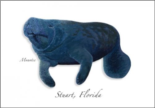 Manatee Iii - Stuffed Toy (500x500), Png Download
