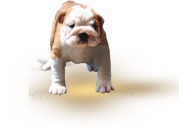 Gallery - Toy Bulldog (682x667), Png Download