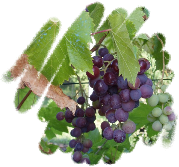 Seedless Fruit (600x563), Png Download