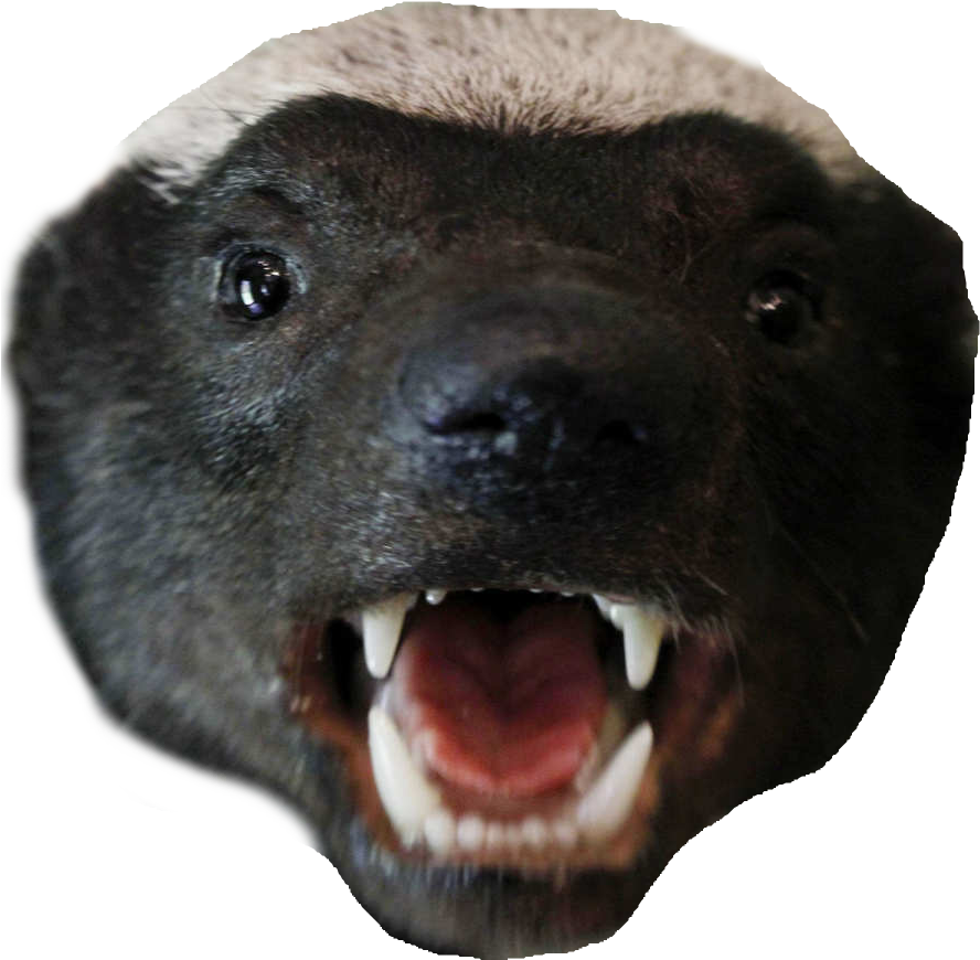 Honey Badger Png Clipart Library Stock - Honey Badger (894x881), Png Download
