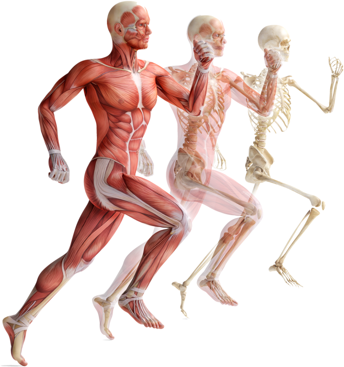 «счастье Человека» - Темы - « - Corpo Humano Em Movimento (700x736), Png Download