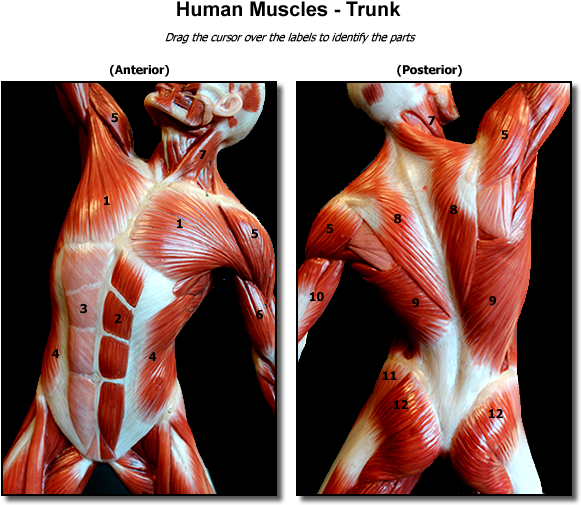 Human Muscle Man Trunk Muscles Muscle Man, Figure Drawing, - Muscles Of The Trunk Anatomy Model (600x575), Png Download