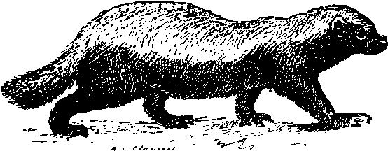 Honey Badger Of Money - Honey Badger (615x221), Png Download