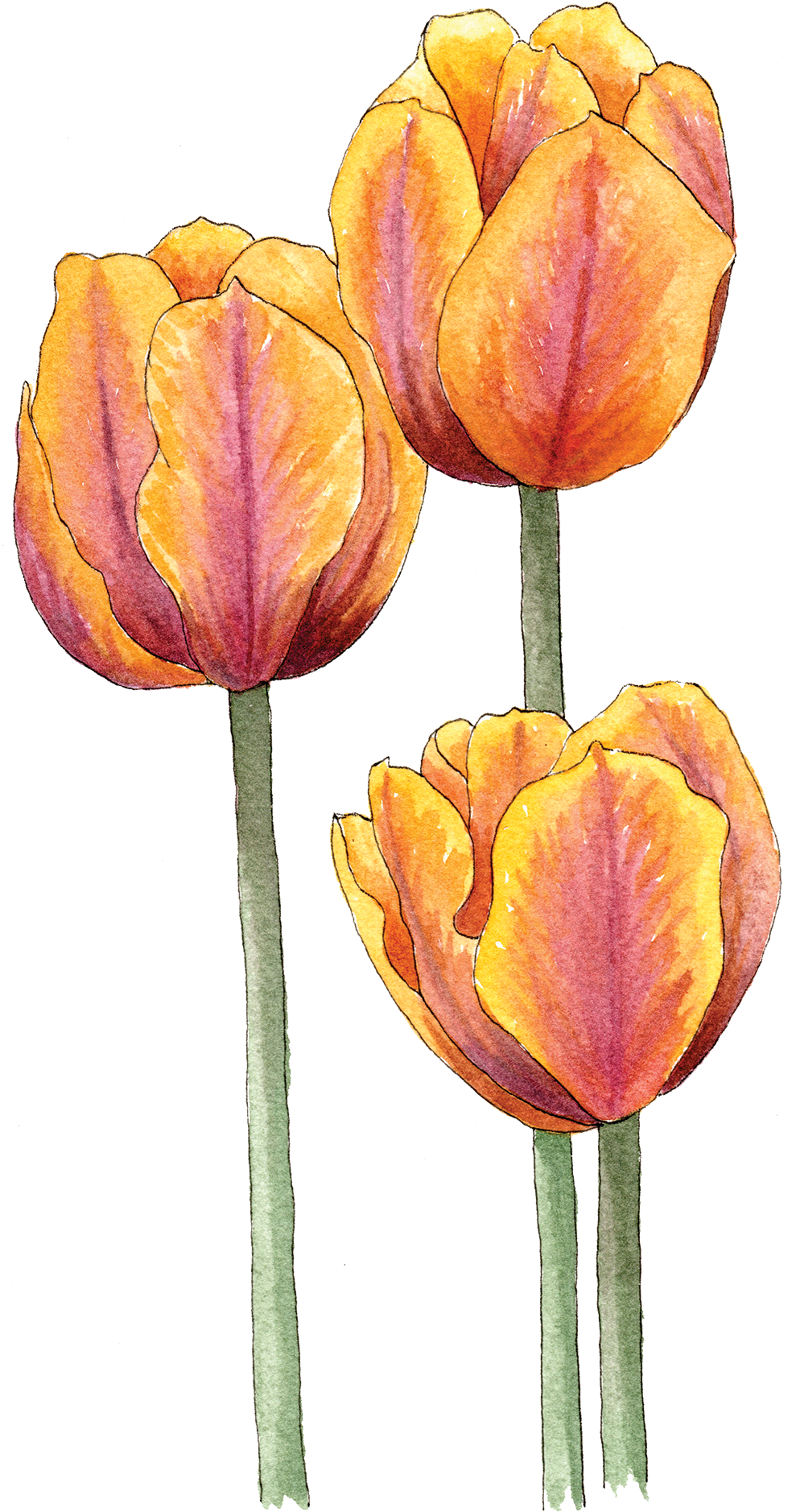 Illustration By Helen Krayenhoff - Sprenger's Tulip (1000x1917), Png Download