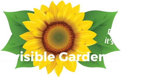 Vector Sunflower, Realistic Square Sticker 3" X 3" (555x276), Png Download