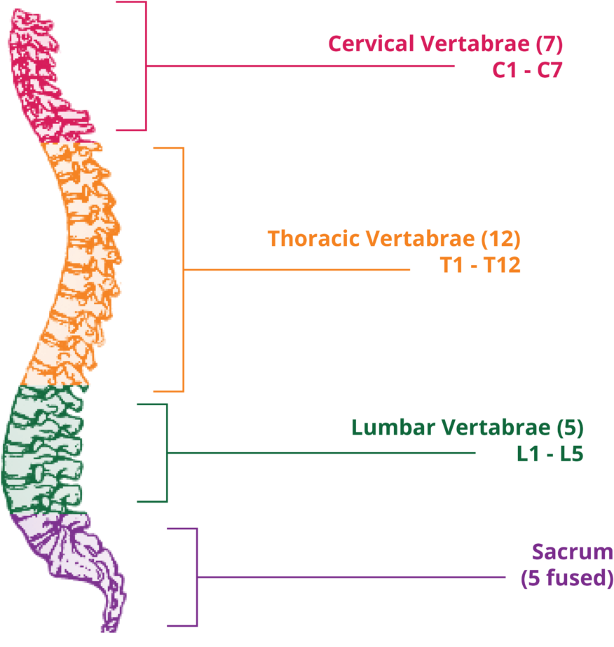 Below Those Are Five Sacral Vertebrae, Which Are Fused - Clip Art (1024x981), Png Download