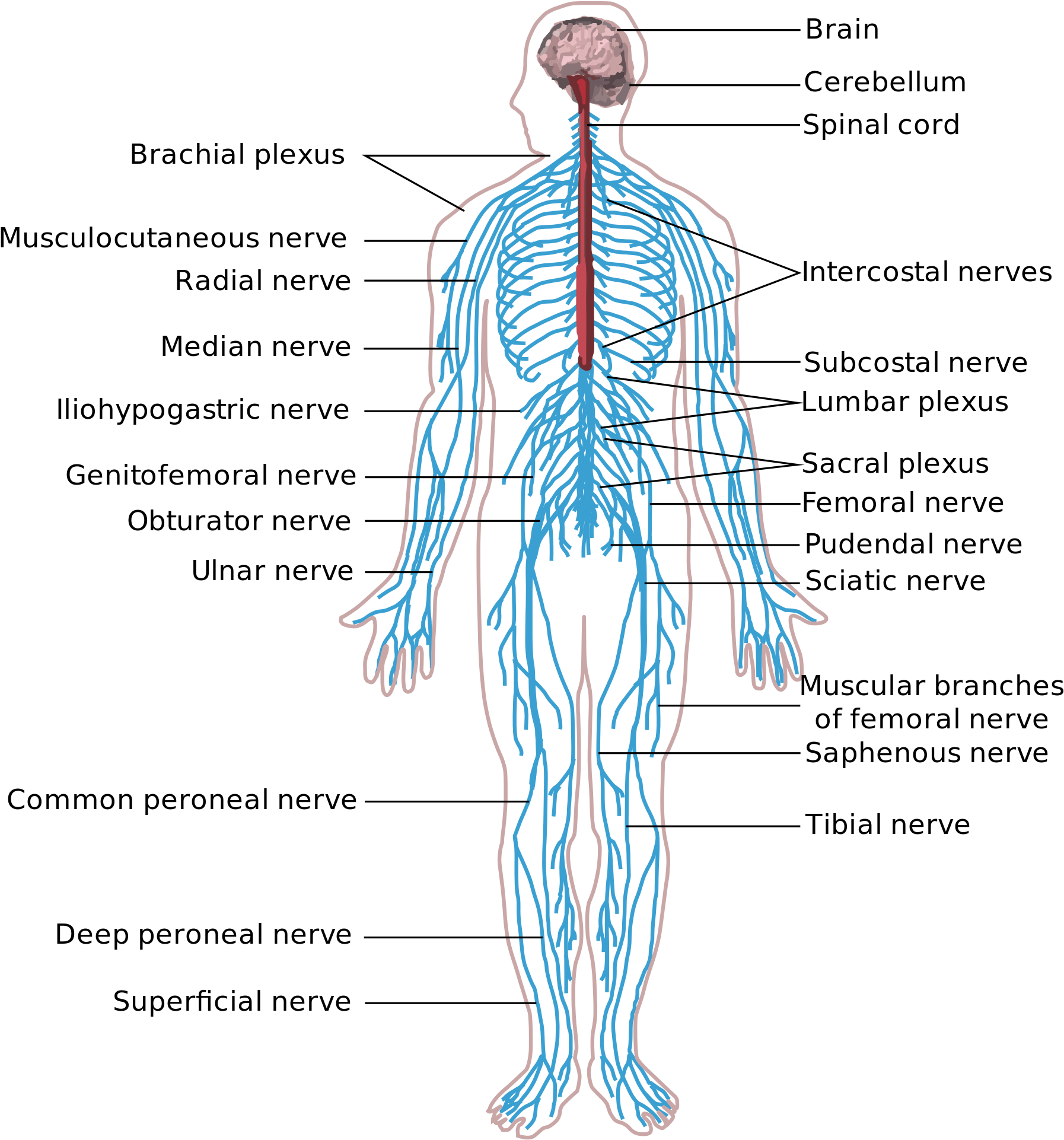 Nervous System In The Human Body (2000x1984), Png Download