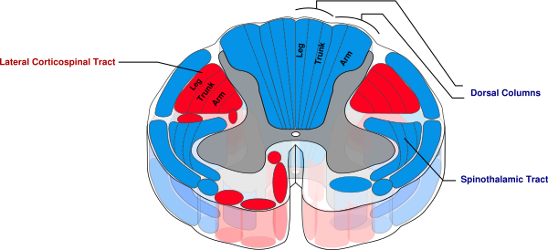 Spinal Cord Tracts (600x274), Png Download