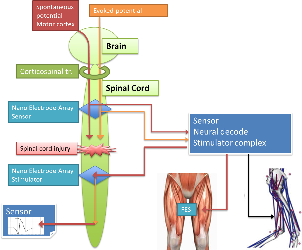Spinal Cord Computer Interface - Spinal Cord (1235x1018), Png Download