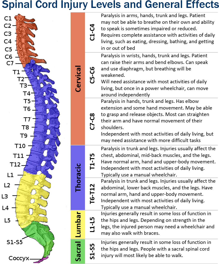 Download Transparent Spinal Cord Injury Levels PNGkit