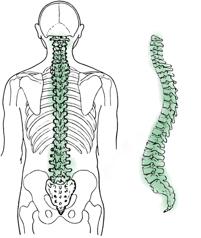 Causes Of Spinal Cord Injury - Hip Hip Hooray Mugs (720x476), Png Download