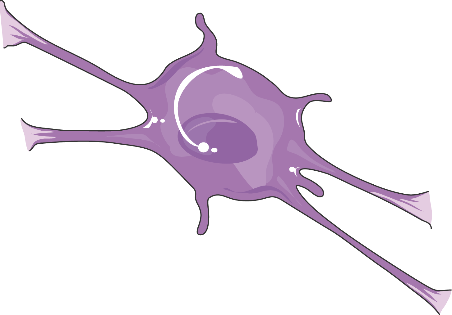 Cns Cell Lines Oligodendrocyte - Biology (1454x1015), Png Download