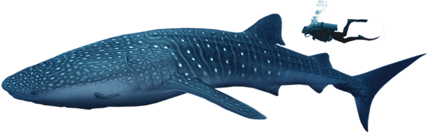 Please Fill This Form To Book - Whale Shark Png (628x205), Png Download