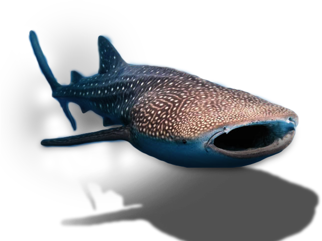 Download Whale Shark - Full Size PNG Image - PNGkit