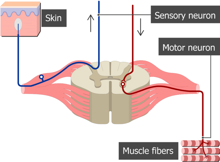 Ventral And Dorsal Root (731x550), Png Download