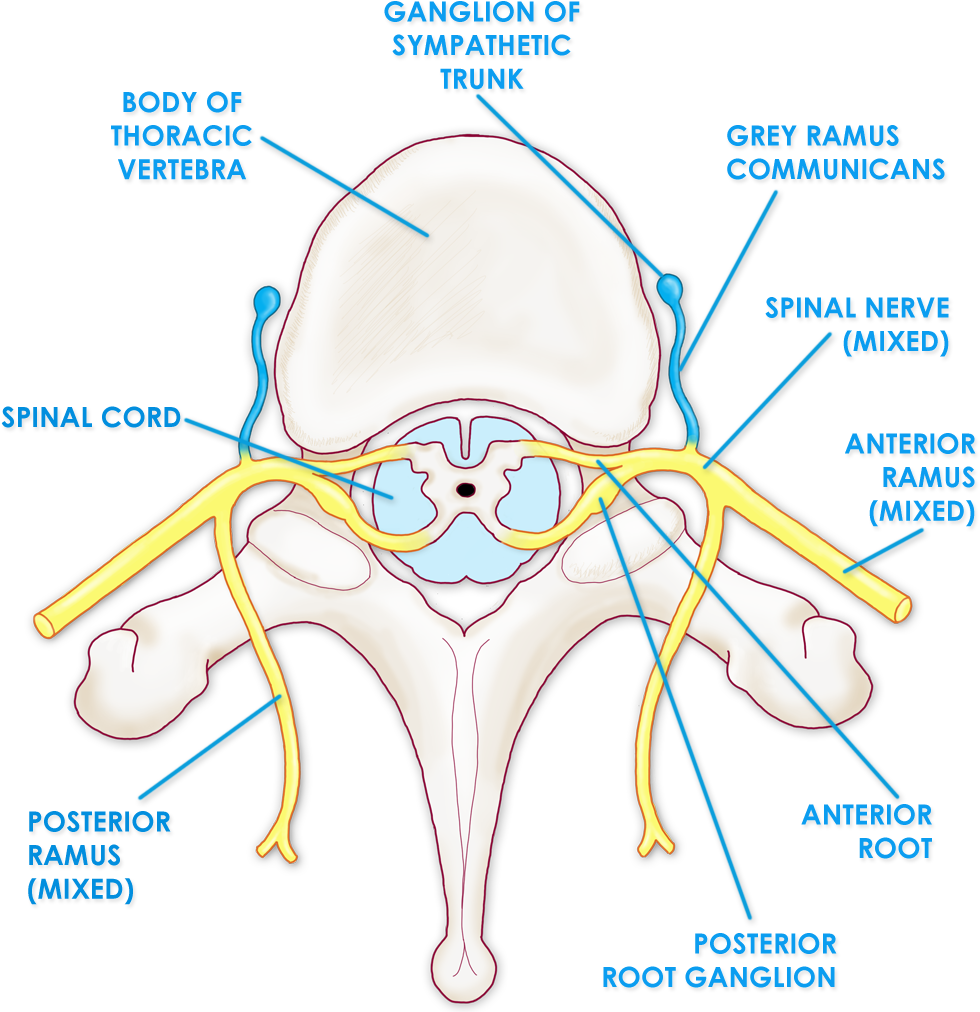 Structures Around The Spinal Column - Spinal Cord (1014x1030), Png Download