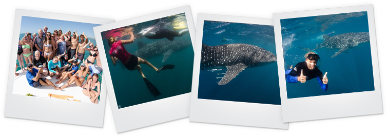 Whale Sharks And The Marine Environment With Guests - Underwater (754x267), Png Download